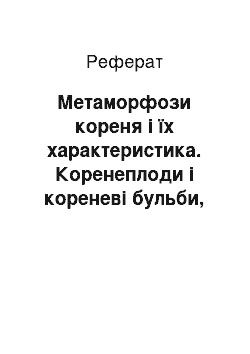 Реферат: Метаморфози кореня і їх характеристика. Коренеплоди і кореневі бульби, їх морфологічна природа і використання людиною