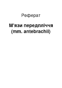 Реферат: М'язи передпліччя (mm. antebrachii)