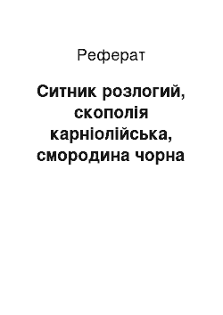 Реферат: Ситник розлогий, скополія карніолійська, смородина чорна