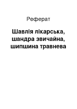 Реферат: Шавлія лікарська, шандра звичайна, шипшина травнева