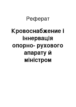 Реферат: Кровоснабжение і іннервація опорно-рухового апарату й міністром внутрішніх органов