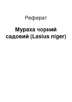 Реферат: Мураха чорний садовий (Lasius niger)