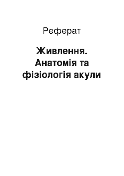 Реферат: Живлення. Анатомія та фізіологія акули