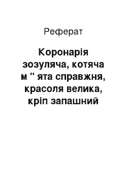 Реферат: Коронарія зозуляча, котяча м " ята справжня, красоля велика, кріп запашний