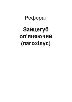 Реферат: Зайцегуб оп'яняючий (лагохілус)