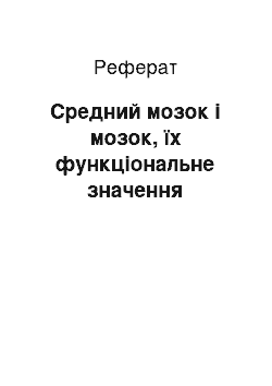 Реферат: Средний мозок і мозок, їх функціональне значення