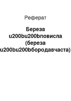 Реферат: Береза повислая (береза бородавчатая)