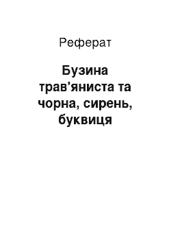 Реферат: Бузина травяниста та чорна, бузок, буквиця