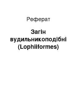 Реферат: Отряд удильщикообразные (Lophiiformes)